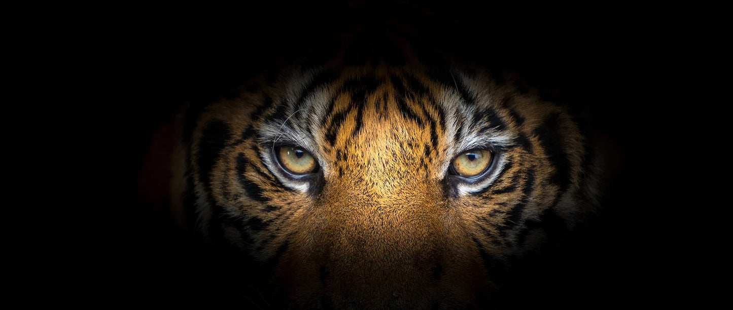 BlueStare | Moderne canvasprint met tijger in zwart-wit