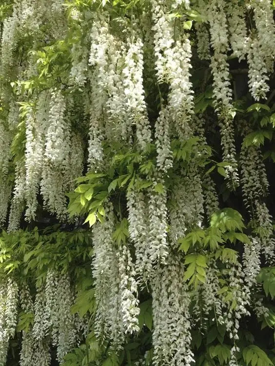 BloomNourish | Wisteria bloemzaden - eetbaar, ontgiftend voor tuin, balkon of kruiden