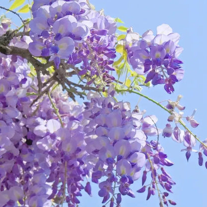 BloomNourish | Wisteria bloemzaden - eetbaar, ontgiftend voor tuin, balkon of kruiden