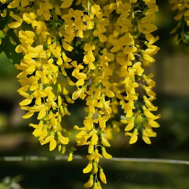 BloomNourish | Wisteria bloemzaden - eetbaar, ontgiftend voor tuin, balkon of kruiden