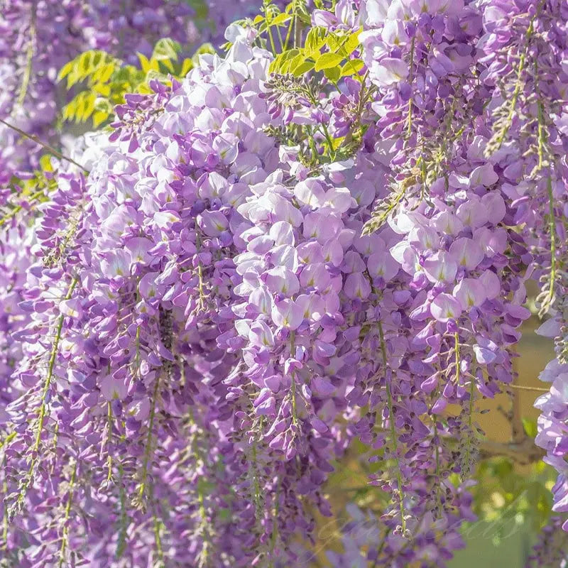 BloomNourish | Wisteria bloemzaden - eetbaar, ontgiftend voor tuin, balkon of kruiden