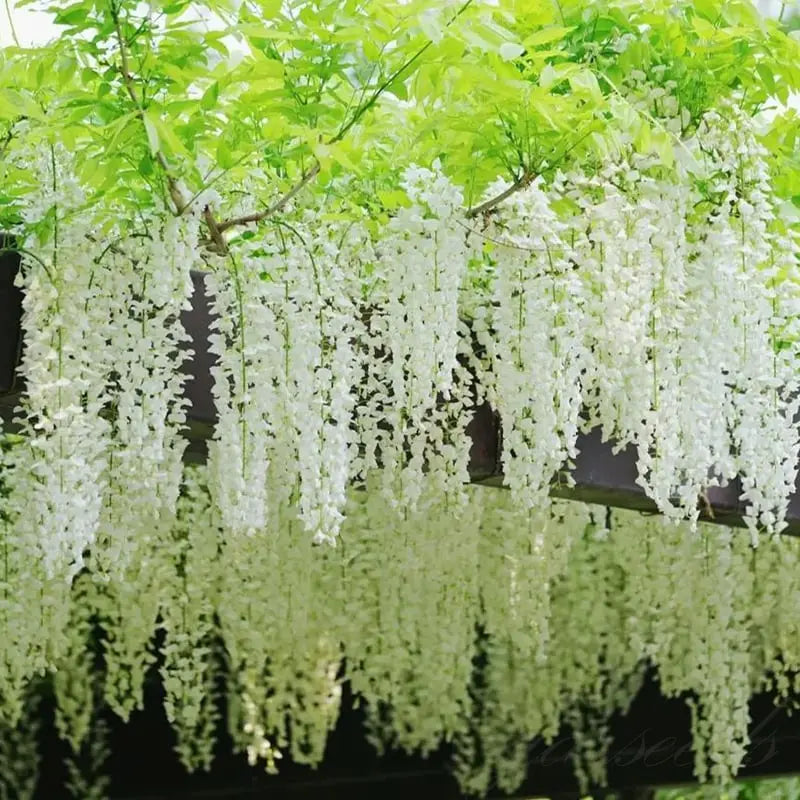 BloomNourish | Wisteria bloemzaden - eetbaar, ontgiftend voor tuin, balkon of kruiden