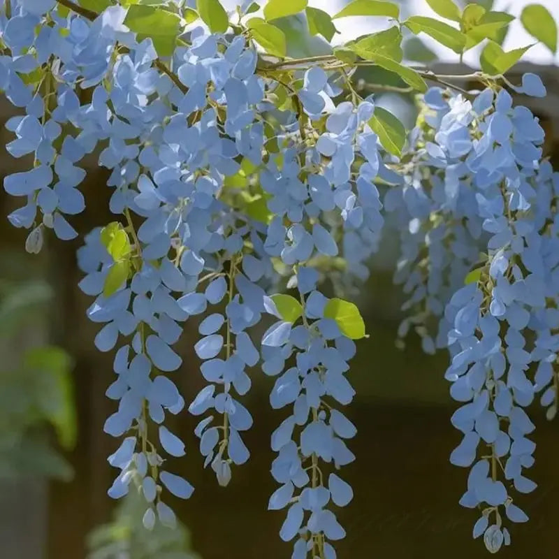 BloomNourish | Wisteria bloemzaden - eetbaar, ontgiftend voor tuin, balkon of kruiden