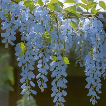 BloomNourish | Wisteria bloemzaden - eetbaar, ontgiftend voor tuin, balkon of kruiden