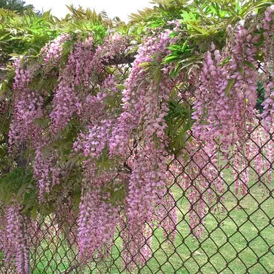 BloomNourish | Wisteria bloemzaden - eetbaar, ontgiftend voor tuin, balkon of kruiden