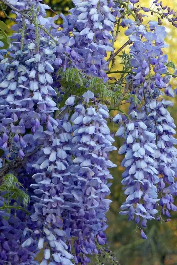 BloomNourish | Wisteria bloemzaden - eetbaar, ontgiftend voor tuin, balkon of kruiden