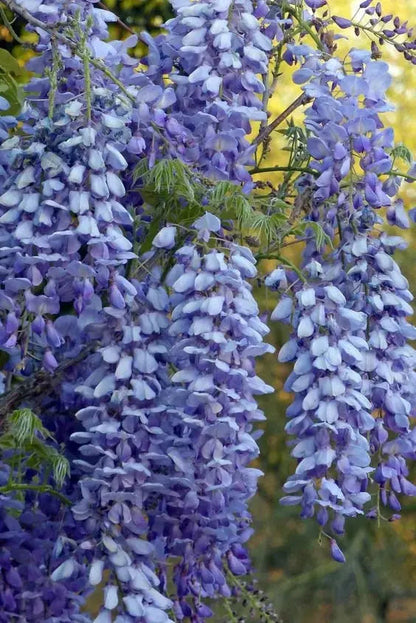 BloomNourish | Wisteria bloemzaden - eetbaar, ontgiftend voor tuin, balkon of kruiden