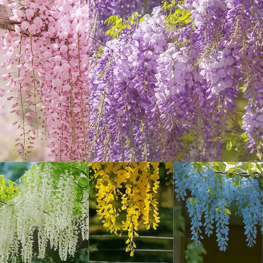 BloomNourish | Wisteria bloemzaden - eetbaar, ontgiftend voor tuin, balkon of kruiden